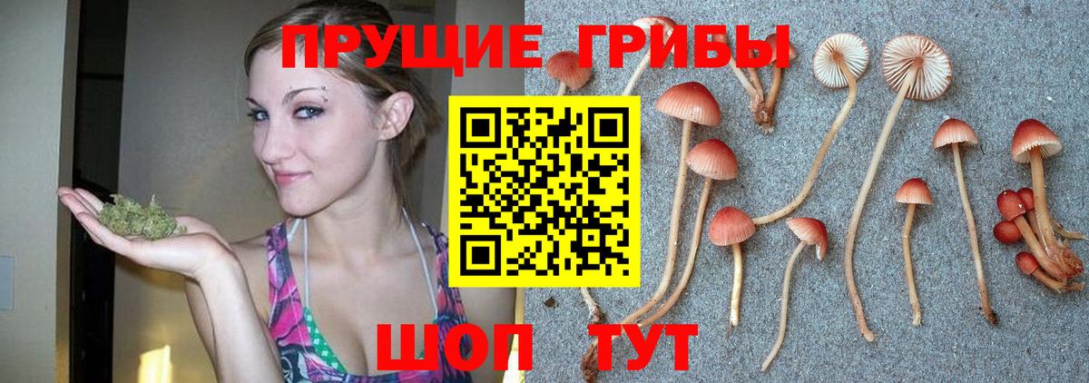 Галлюциногенные грибы Cubensis Дербент